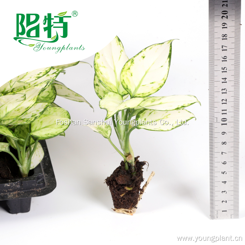 Όλα όσα πρέπει να γνωρίζετε για τα φυτά του φυλλώματος 3