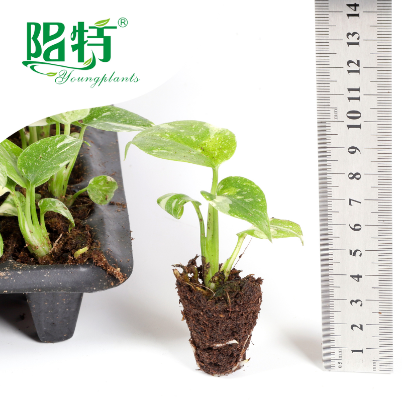 Όλα όσα πρέπει να γνωρίζετε για τα φυτά του φυλλώματος 1