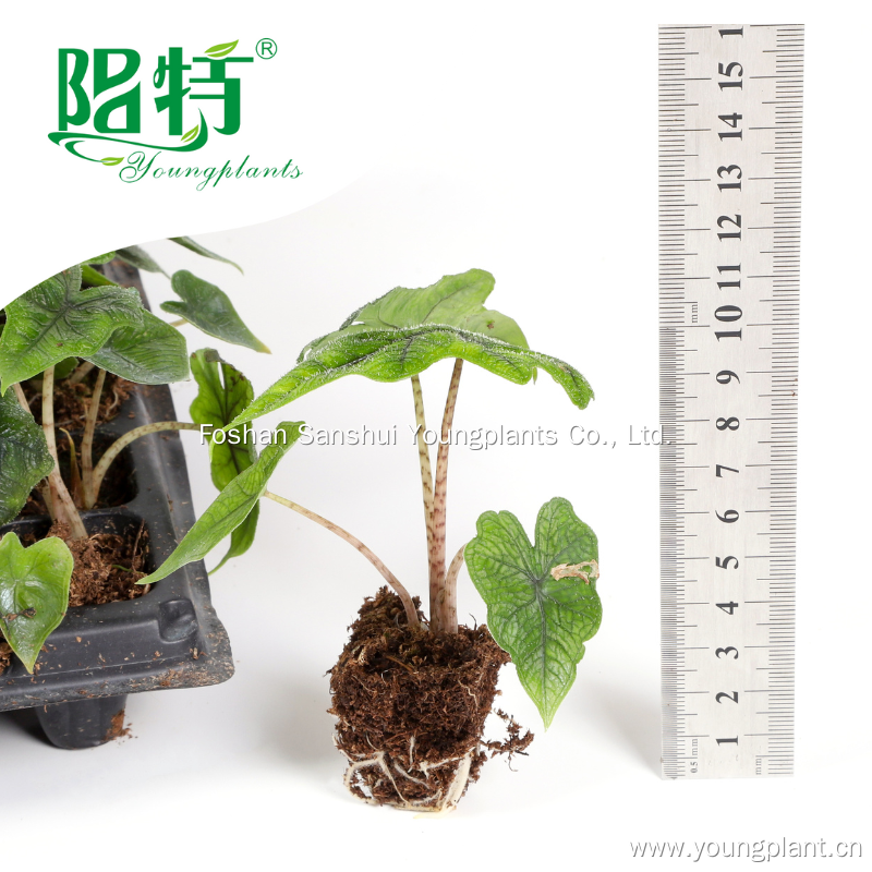 Όλα όσα πρέπει να γνωρίζετε για τα φυτά του φυλλώματος 4