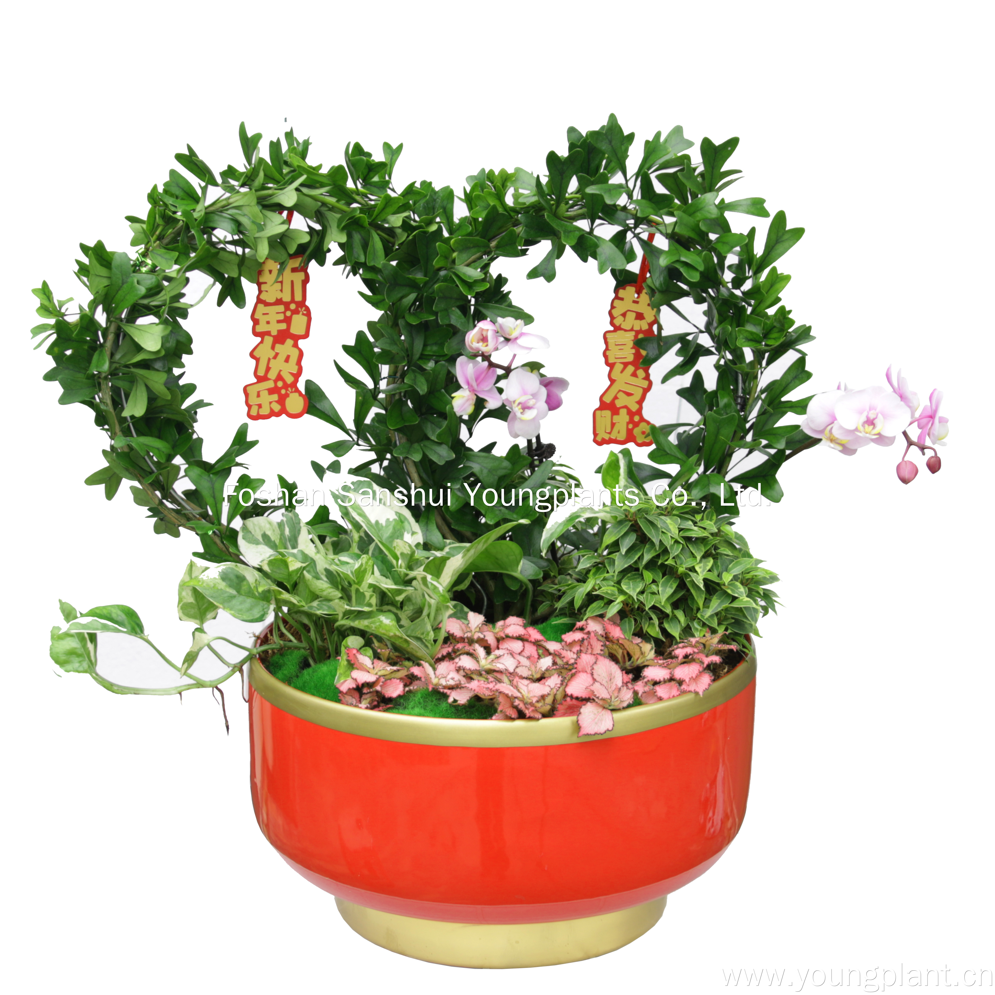 Foshan Youngplants | Sucesso florescendo: nossa empresa brilha no Flower Fiesta de Ano Novo de Li Wan! 1