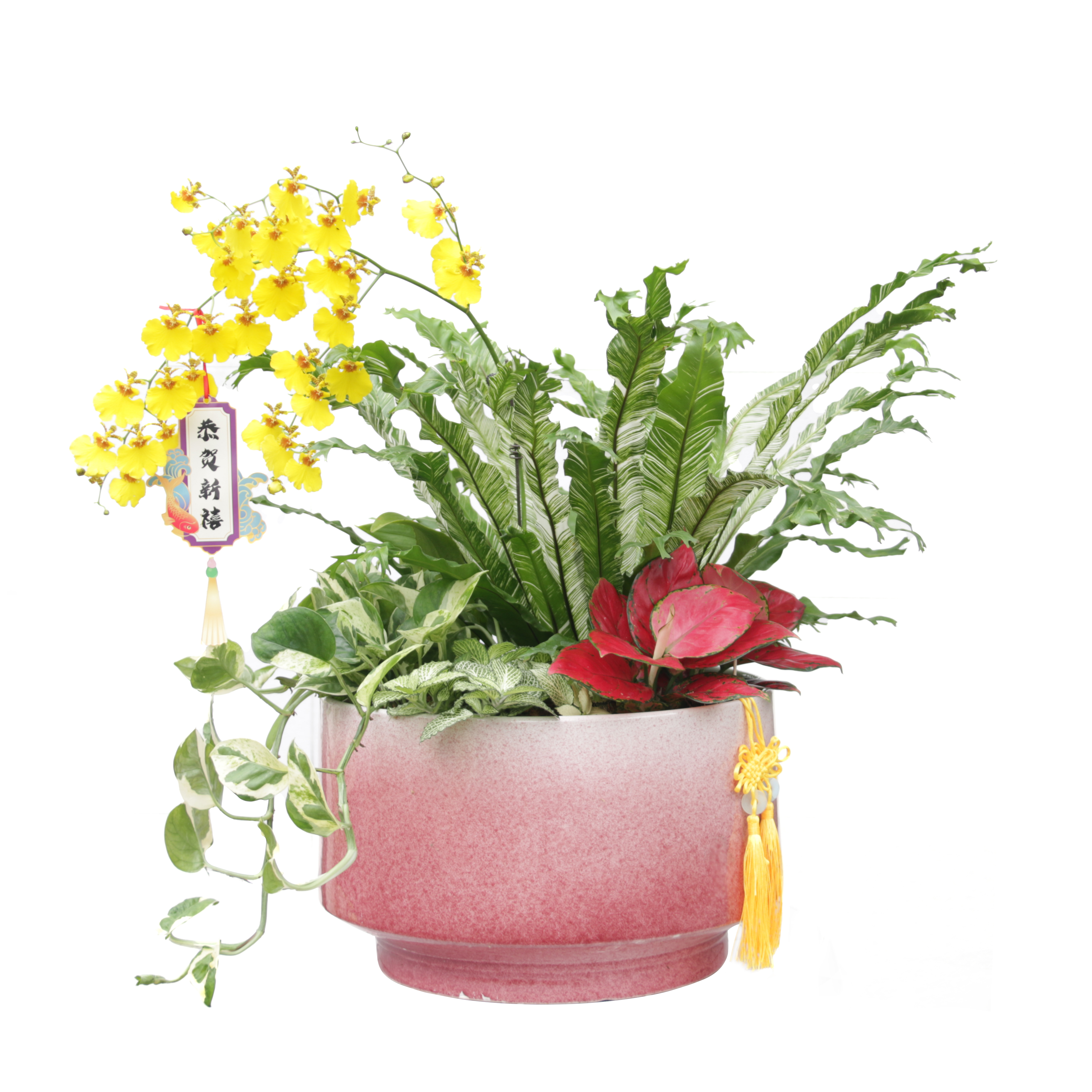 Foshan Youngplants | Sucesso florescendo: nossa empresa brilha no Flower Fiesta de Ano Novo de Li Wan! 2
