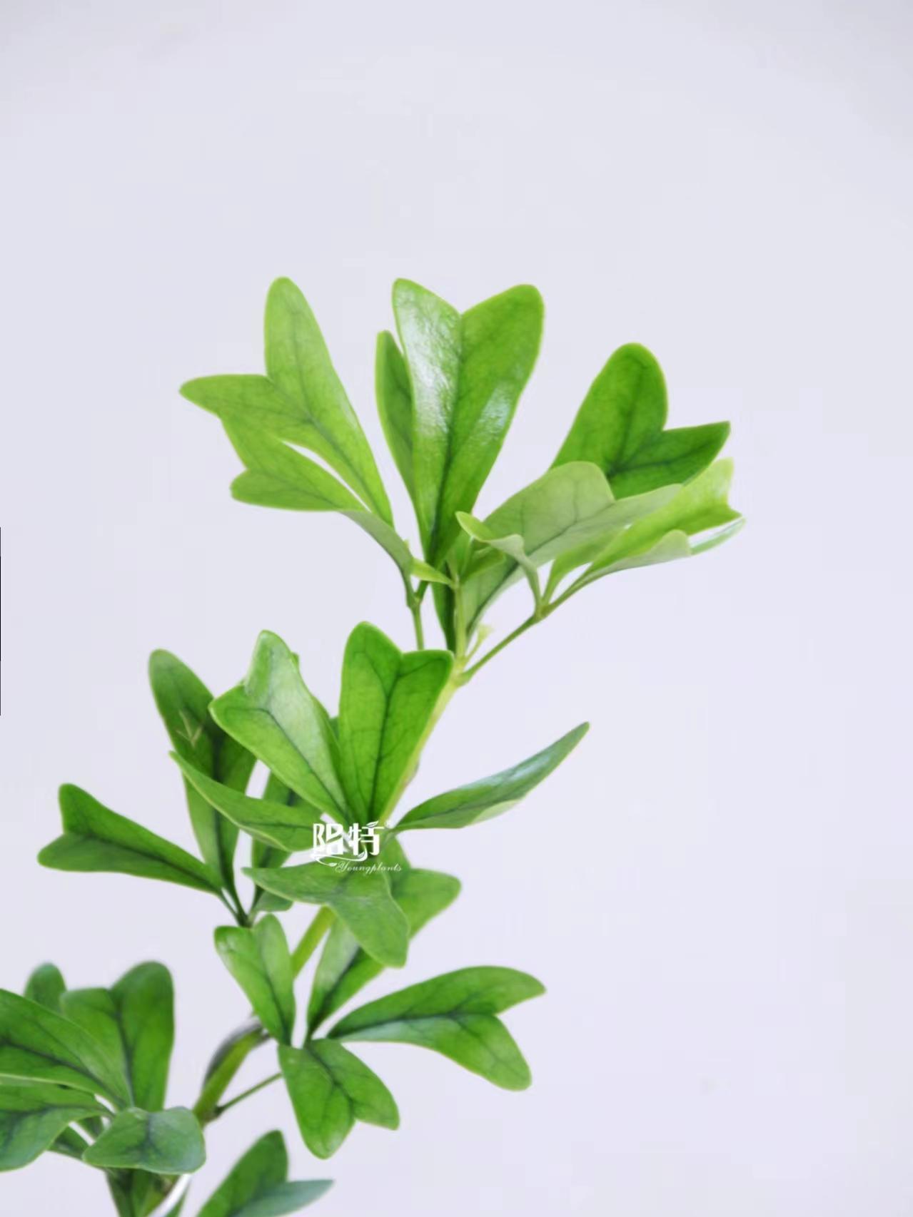 Foshan Youngplants | Schefflera Emarginata - Những cây nhiệt đới xu hướng mới trong nghề làm vườn và làm vườn 1