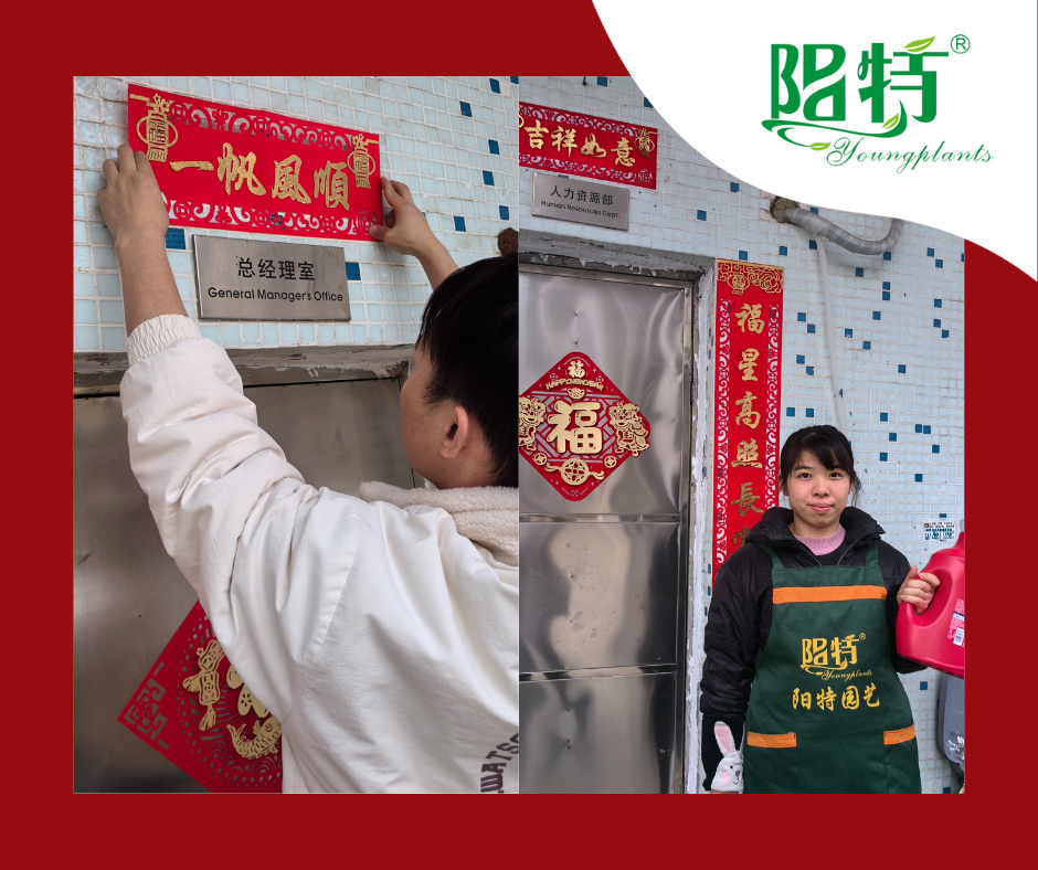 Foshan Youngplants | Kỷ niệm Tết Nguyên đán với phúc lợi nhân viên 1
