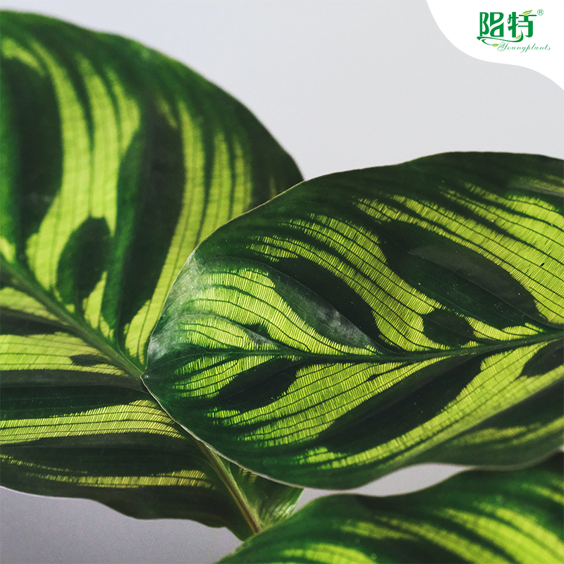การดูแลพืช Calathea: เคล็ดลับสำหรับการเจริญเติบโตที่ดี 3