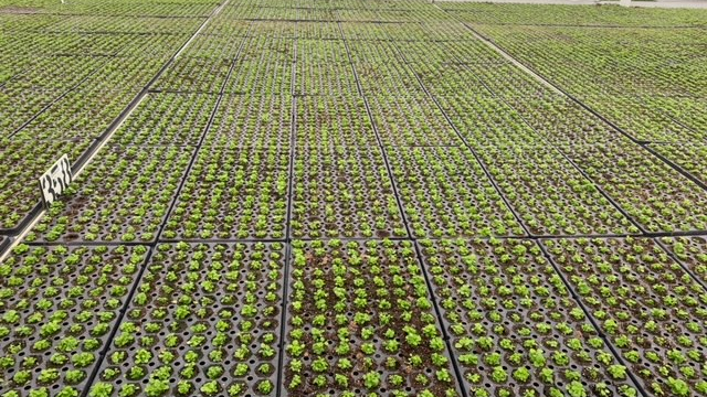 Foshan Youngplants | Delivery Feedback and Advice for Peperomia Tissue Culture 2