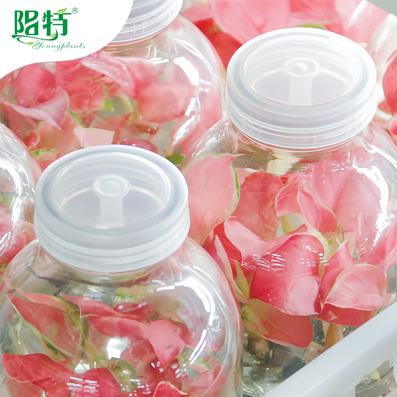 Aglaonema tissue culture plants