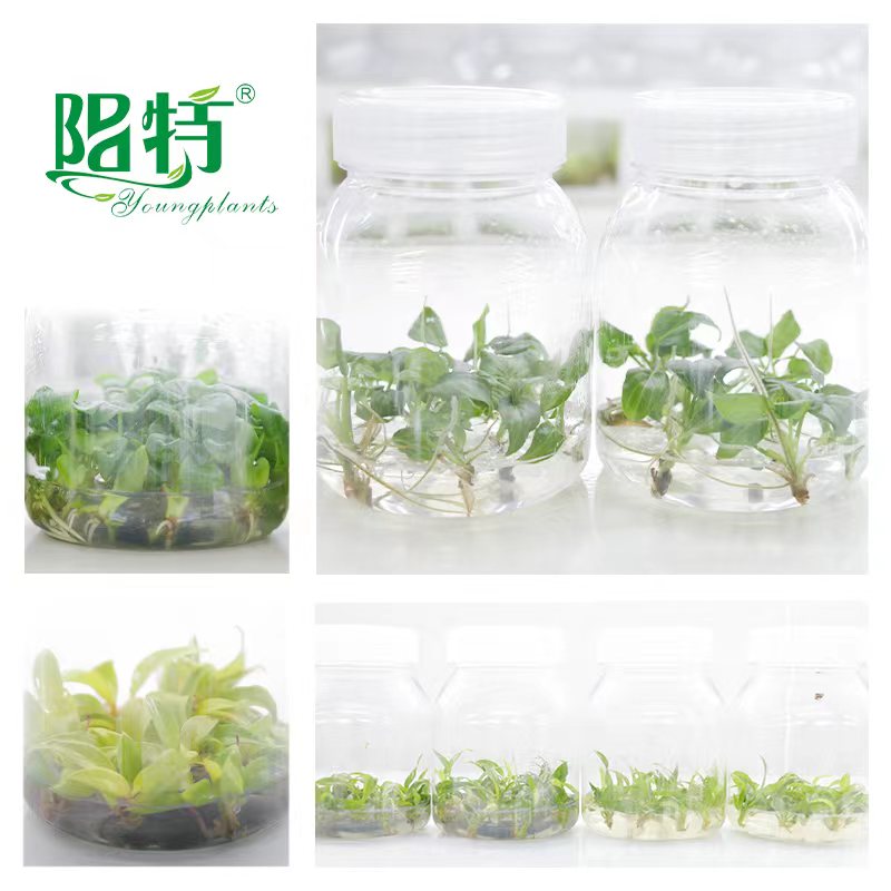 Youngplants Tissue Culture Philodendron