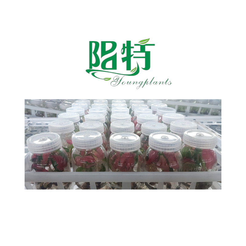 Youngplants- wholesale tissue culture plants