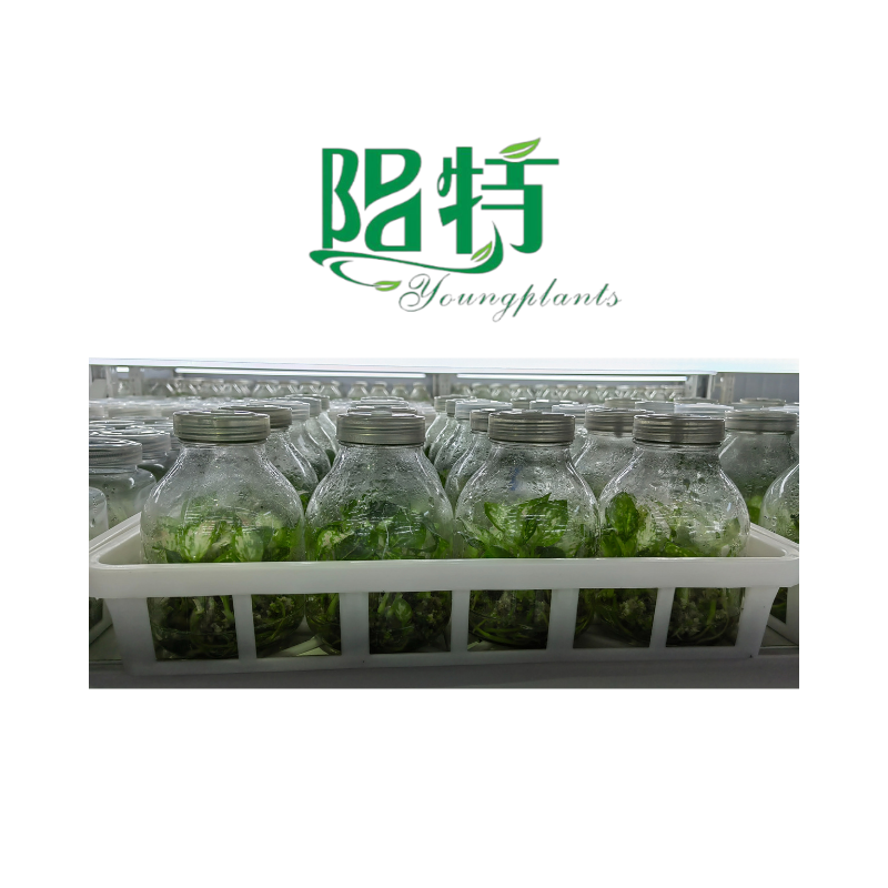 Young plants- plug plants wholesale