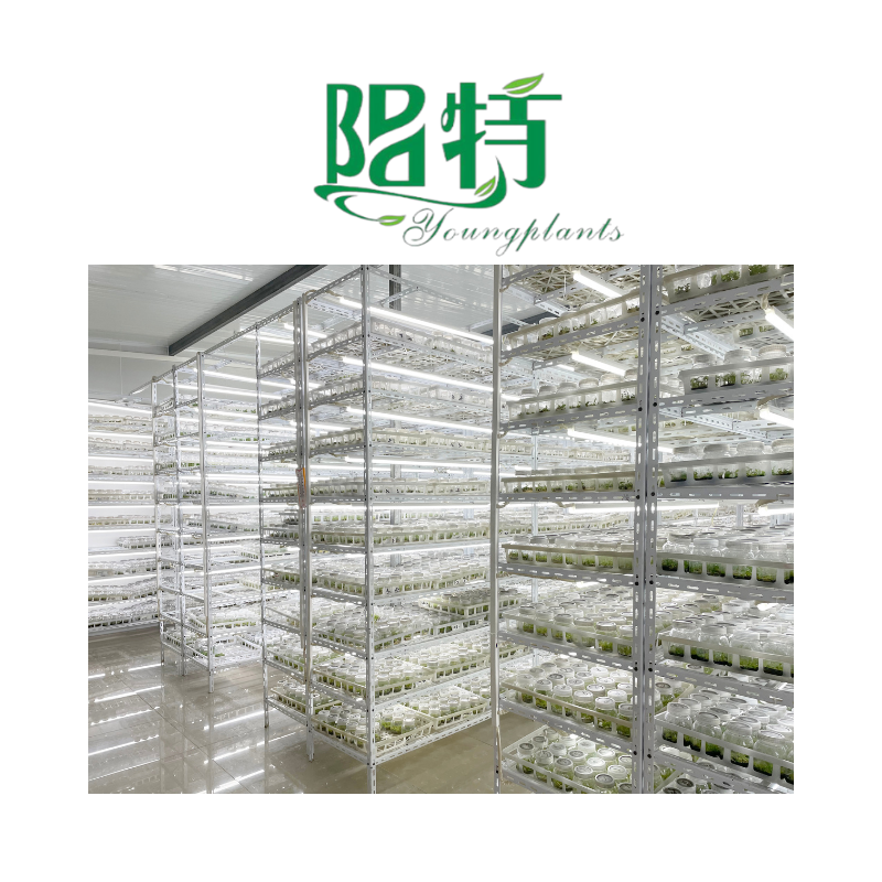 YoungPlants- wholesale tissue culture plants