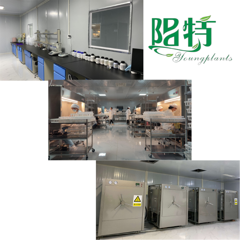 Wholesale tissue culture plants - Youngplants