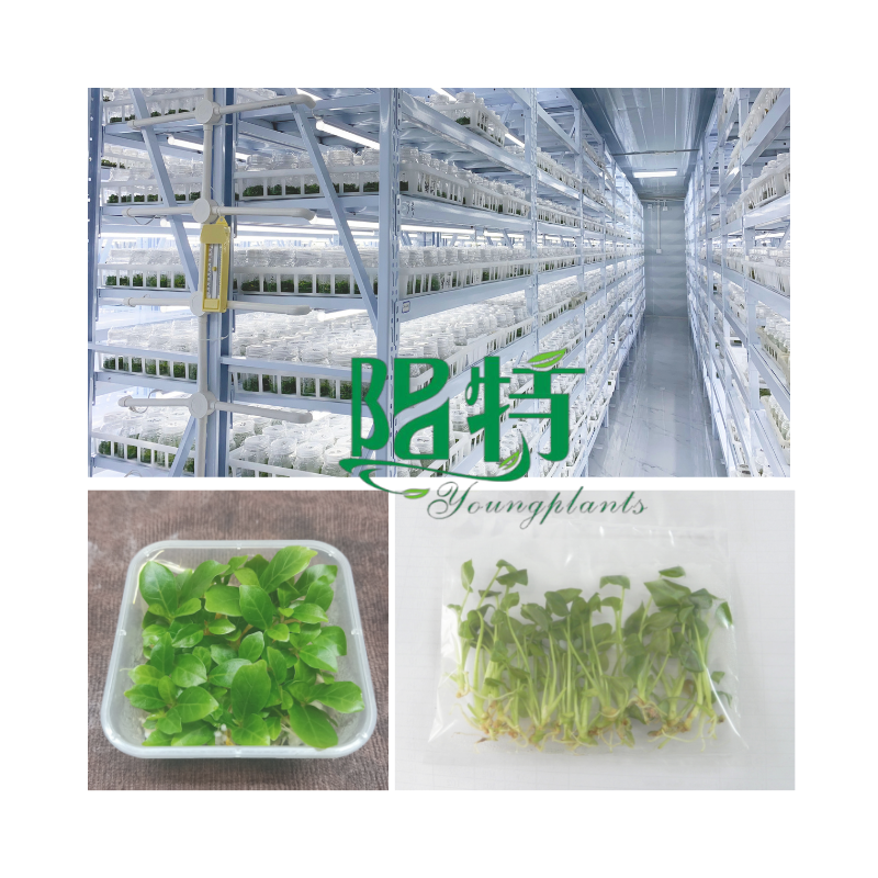 Youngplants tissue culture plants