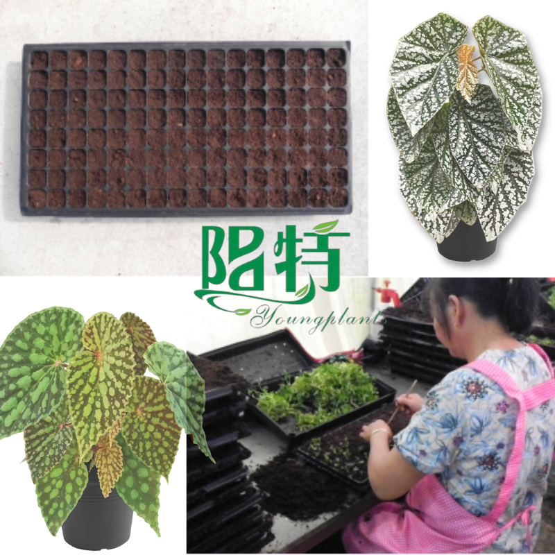 wholesale begonia young plants