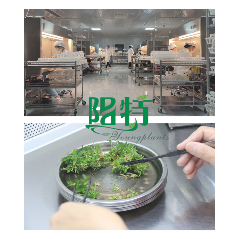 wholesale tissue culture plants - Youngplants manufacturer & supplier