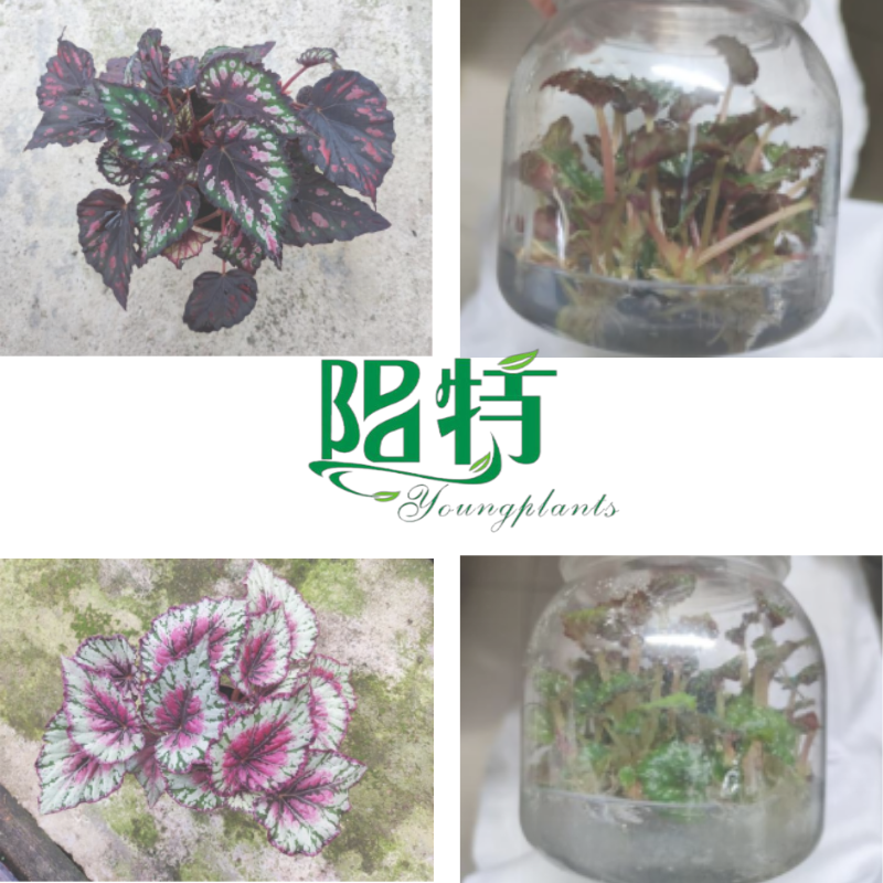 YoungPlants - wholesale begonia suppliers