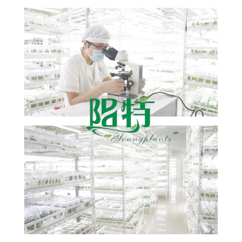Youngplants wholesale tissue culture plants supplier