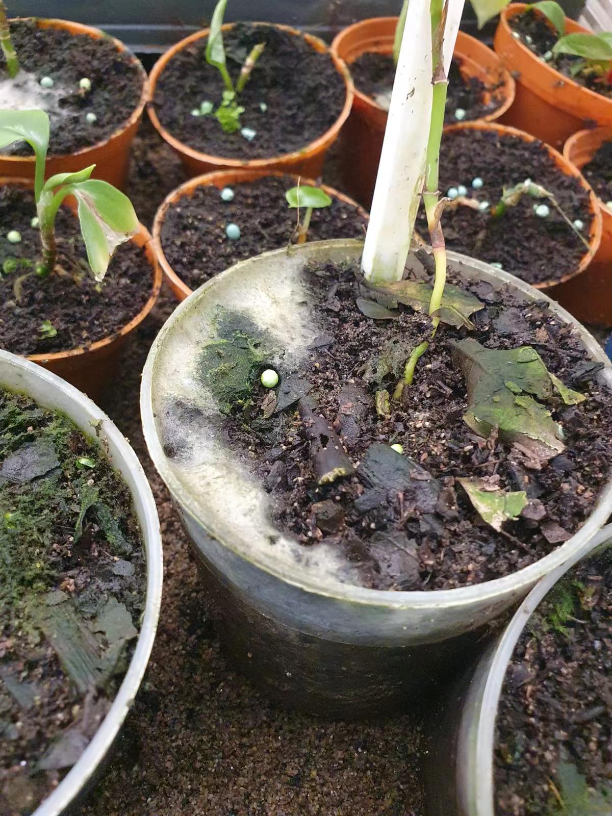 Foshan Youngplants | Pengendalian Penyakit (jamur dan bateria) 1