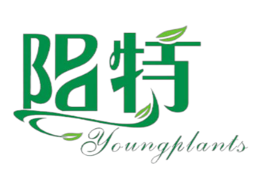 Foshan YoungPlans | 2022 chinesisches Festival im Mittleren Autumn 1