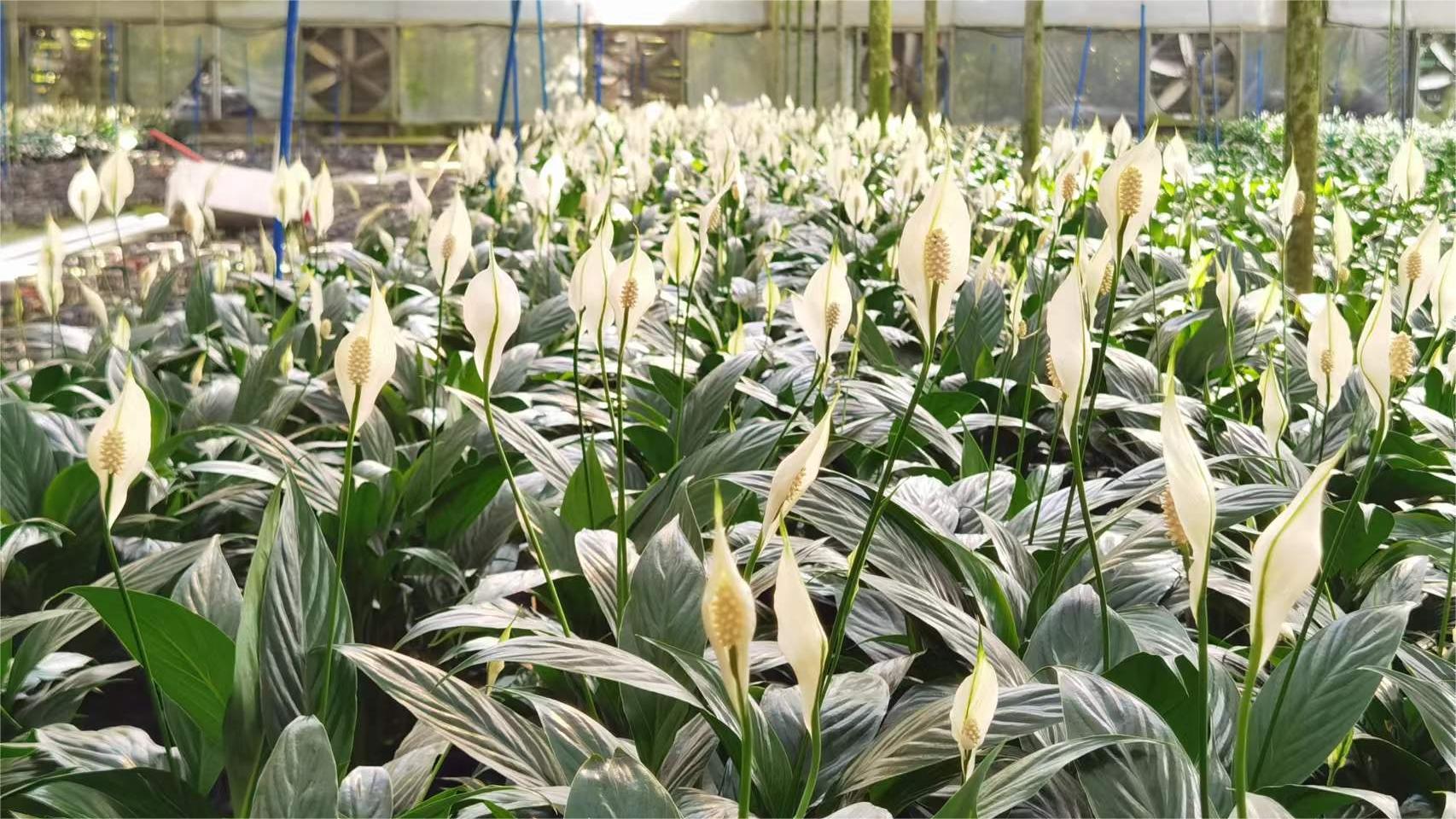 Foshan Youngplants | Besuchen Sie Minghua Nreeny, einer unserer größten Partner in der Provinz Guangdong 5