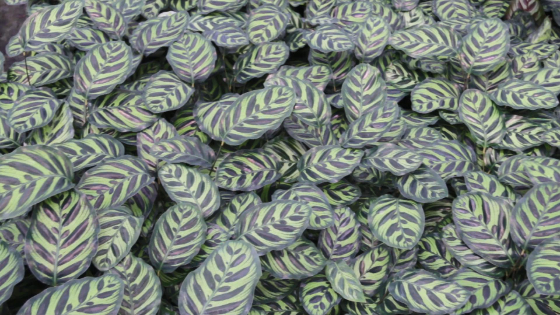 Foshan Youngplants | Besuchen Sie Minghua Nreeny, einer unserer größten Partner in der Provinz Guangdong 6