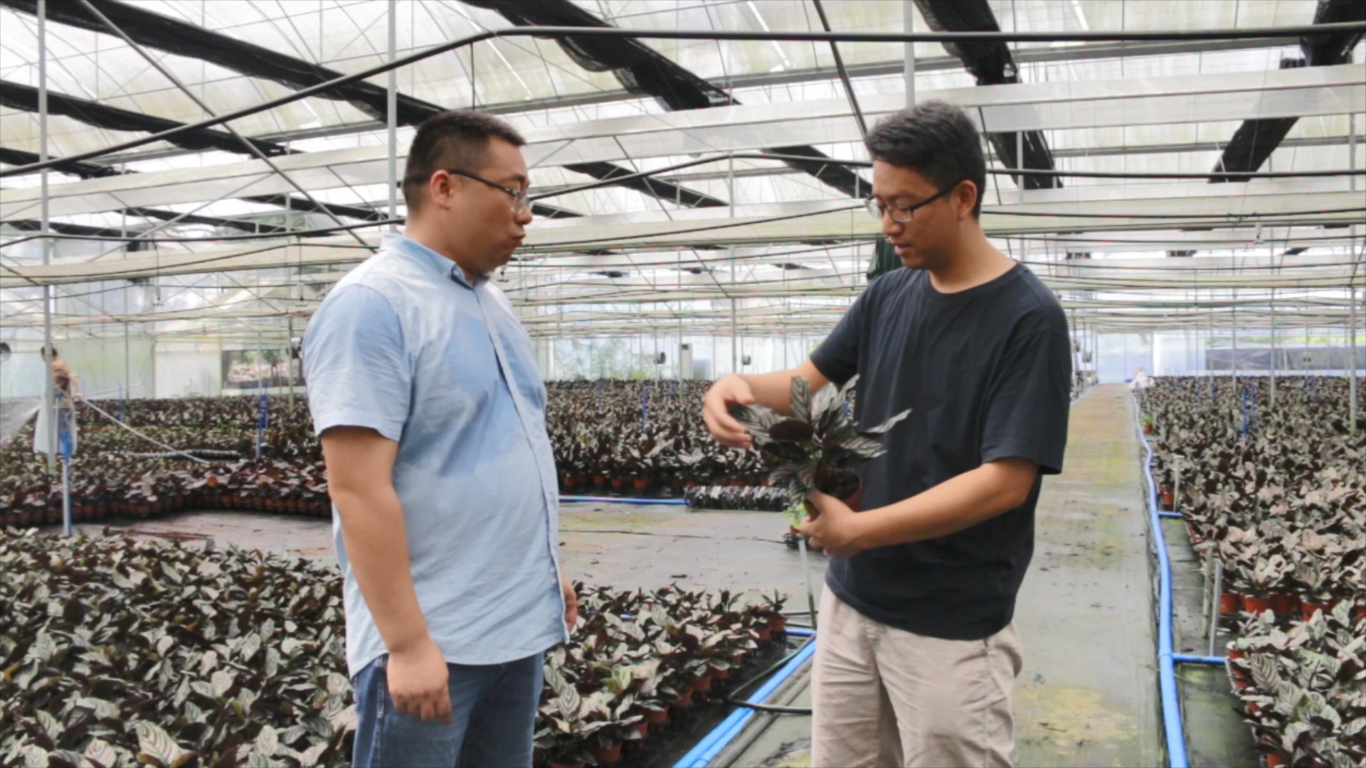 Foshan Youngplants | Besuchen Sie Minghua Nreeny, einer unserer größten Partner in der Provinz Guangdong 4