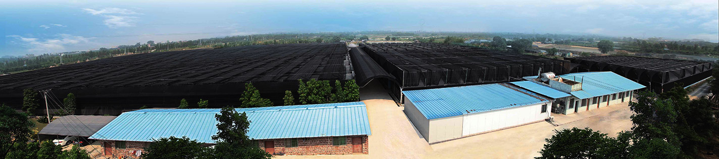 Foshan Youngplants | Fondazione in 2008 1