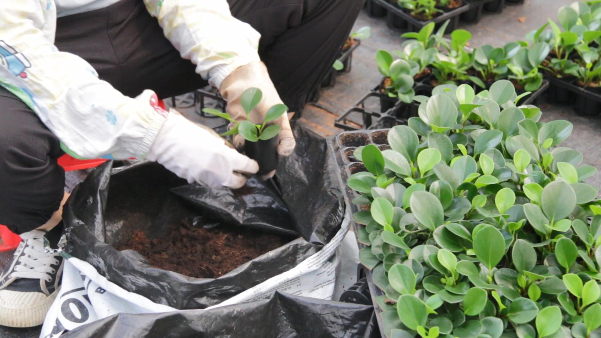 Foshan Youngplants | Besuchen Sie Minghua Nreeny, einer unserer größten Partner in der Provinz Guangdong 3