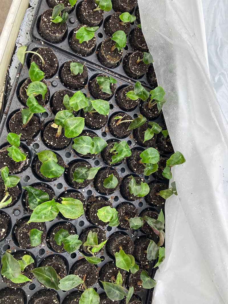 Delivery Feedbacks 1-3 3