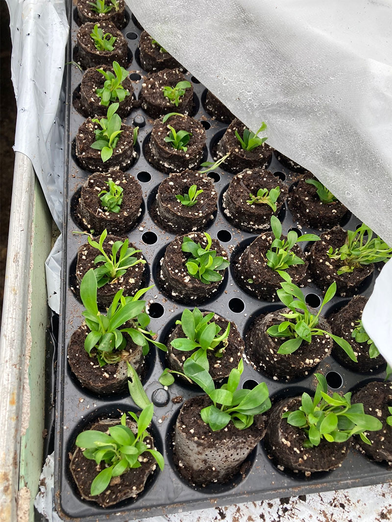 Delivery Feedbacks 1-3 2