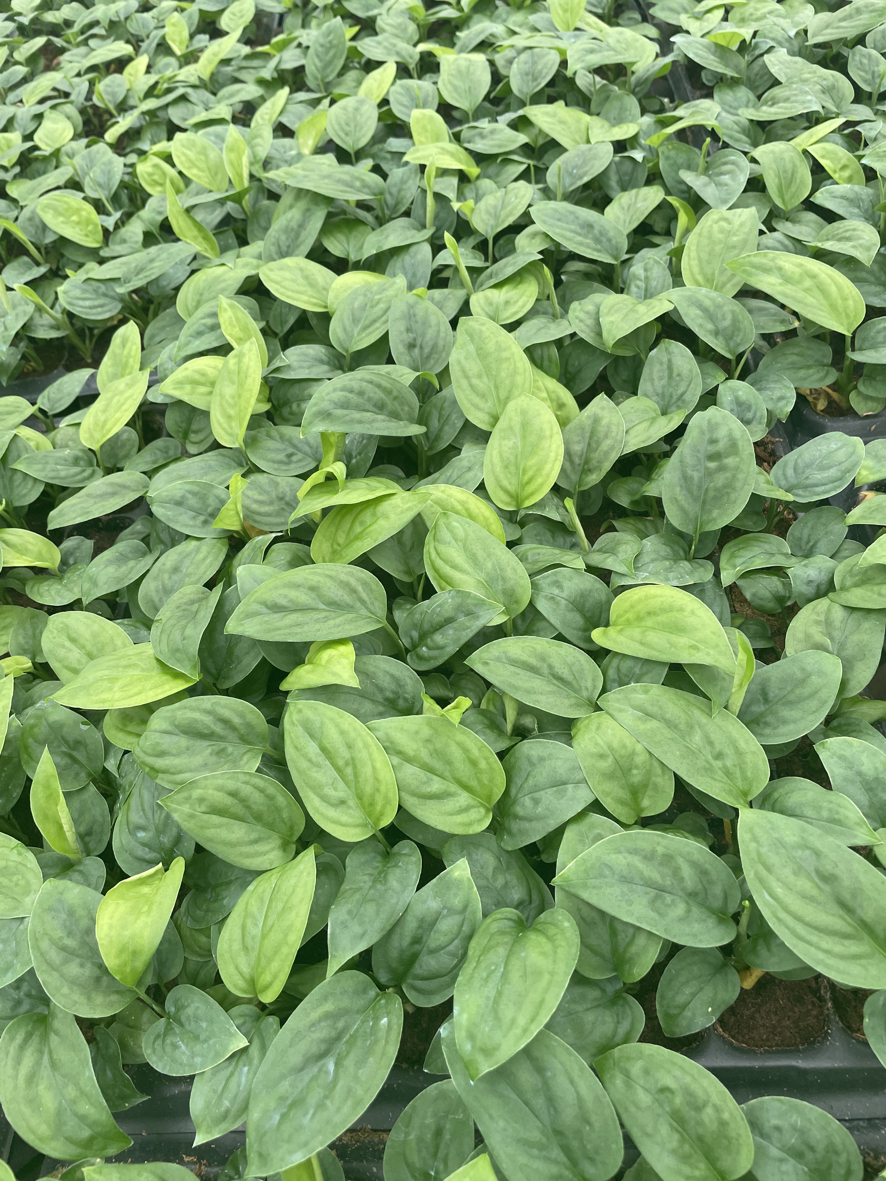 Foshan Youngplants | Monstera Adansonii Швейцарская сырная лоза против Monstera Friedrichsthalii 1
