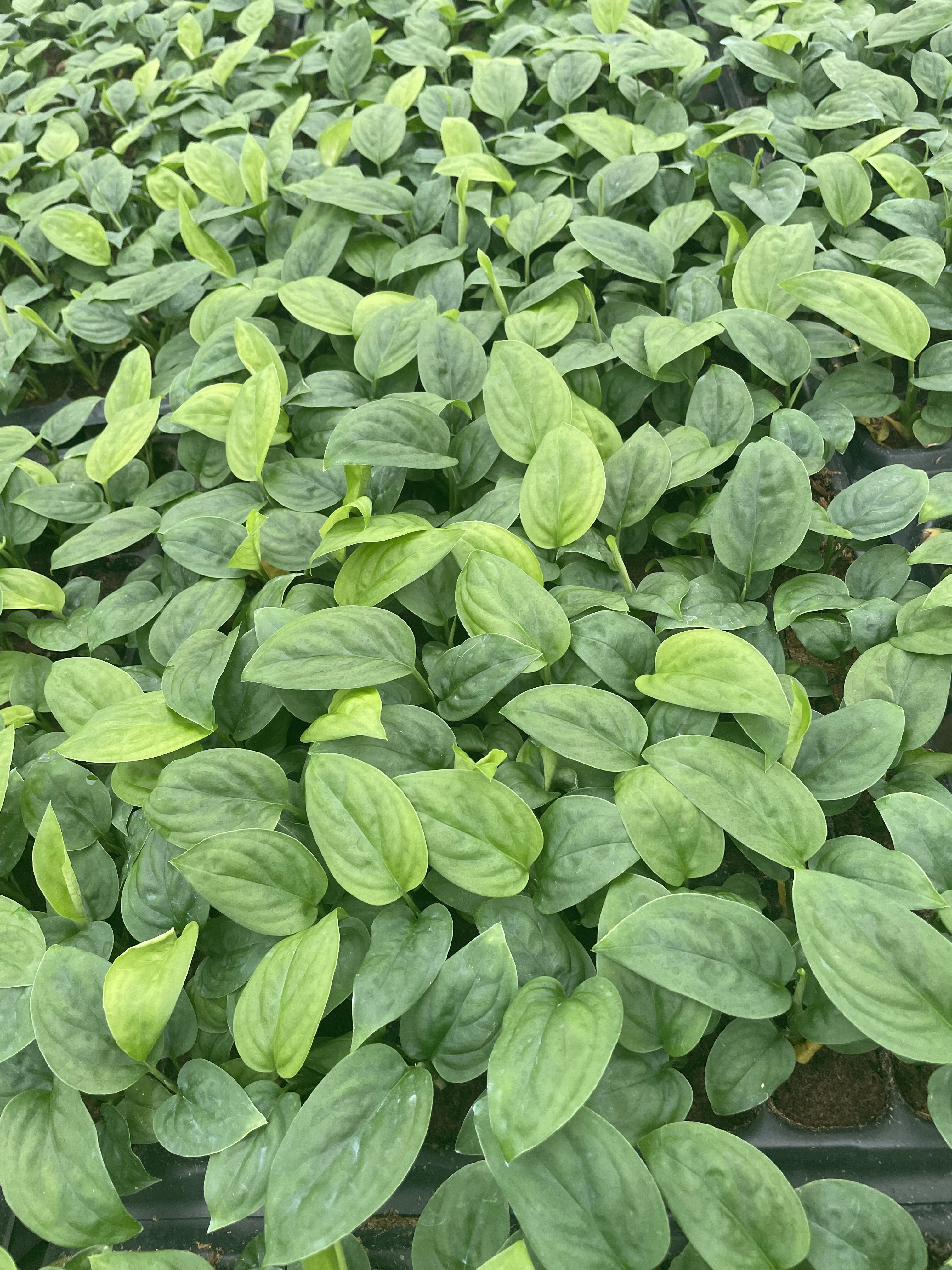 Philodendron tatei 'Green Princess'
