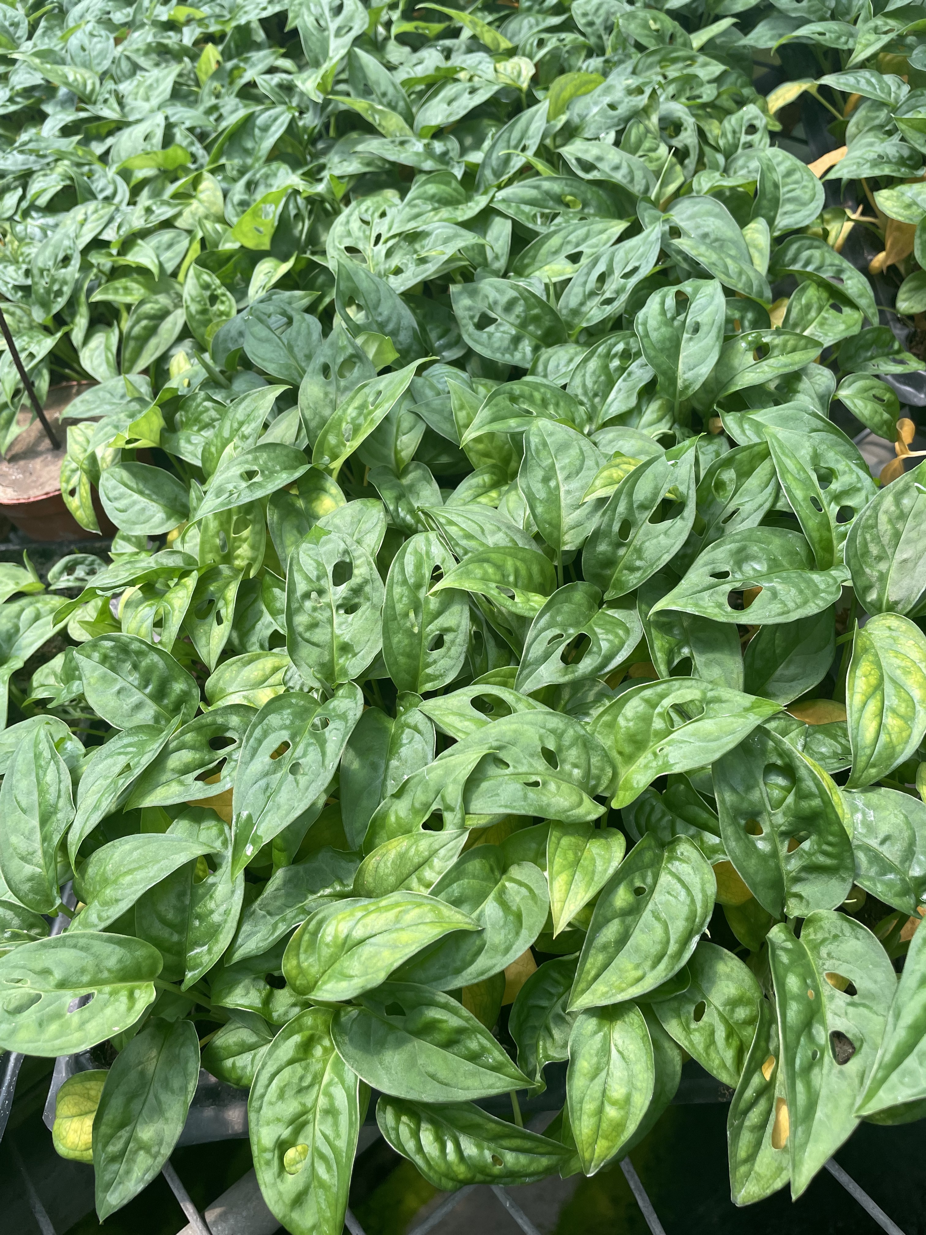 Foshan Youngplants | Monstera Adansonii Швейцарская сырная лоза против Monstera Friedrichsthalii 2