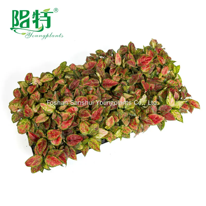 Young Plants by Young Plants 2