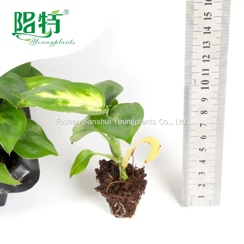 Dieffenbachia Tropic Marianne: Vibrant Ornamental Plant with Unique Foliage 2