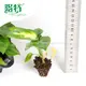 Dieffenbachia Tropic Marianne: Vibrant Ornamental Plant with Unique Foliage 2