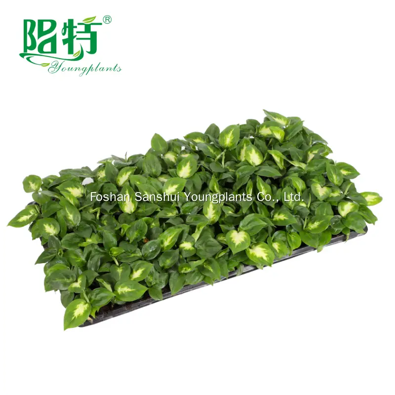 Dieffenbachia Tropic Marianne: Vibrant Ornamental Plant with Unique Foliage 3