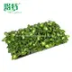Dieffenbachia Tropic Marianne: Vibrant Ornamental Plant with Unique Foliage 3