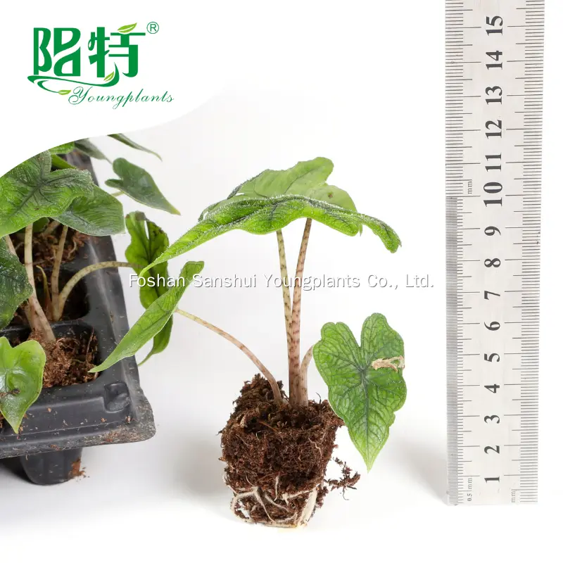 Alocasia Wentii: Premium Ornamental Plants for Your Collection 2