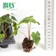 Alocasia Wentii: Premium Ornamental Plants for Your Collection 2