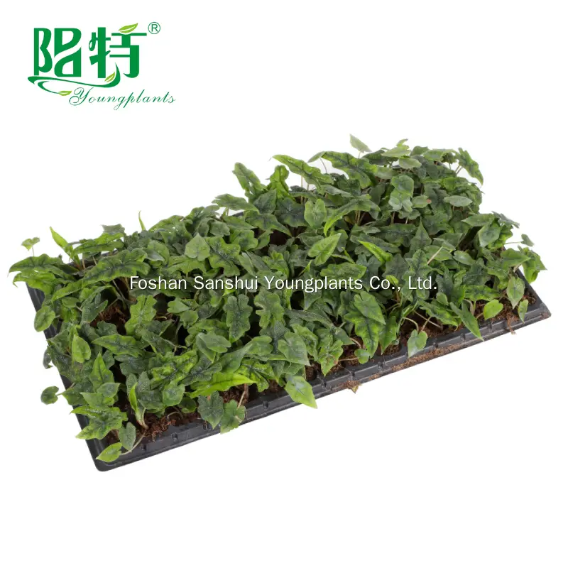 Alocasia Wentii: Premium Ornamental Plants for Your Collection 3