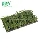 Alocasia Wentii: Premium Ornamental Plants for Your Collection 3