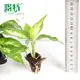 Dieffenbachia Compacta - Tropical Snow Plant 2