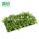 Dieffenbachia Compacta - Tropical Snow Plant 3