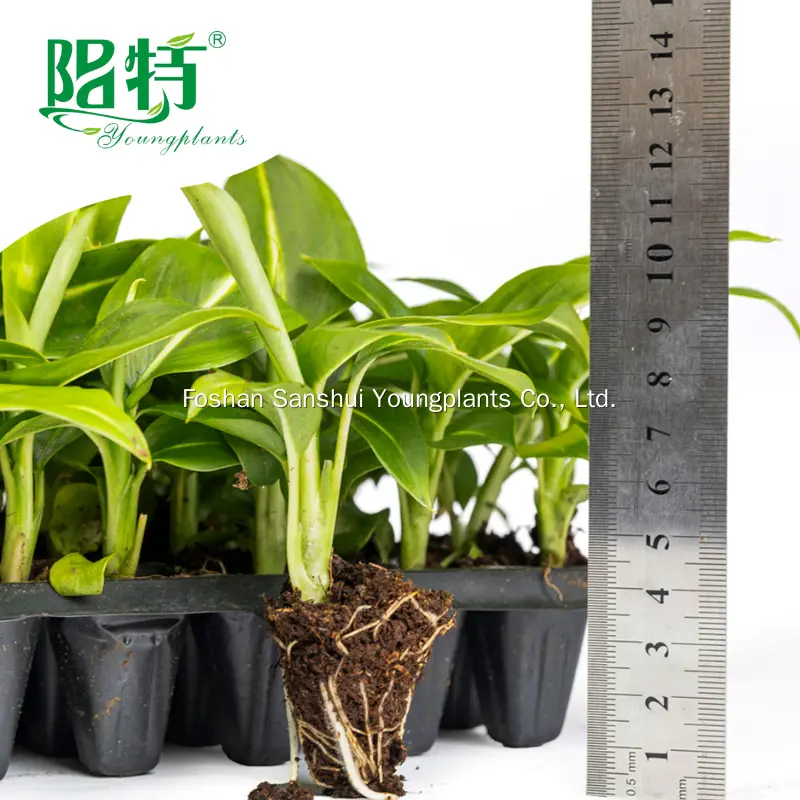 Dieffenbachia 'Sterling' Tissue Culture Plants - Quality Guarantee 2