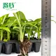 Dieffenbachia 'Sterling' Tissue Culture Plants - Quality Guarantee 2