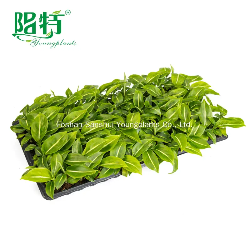 Dieffenbachia 'Sterling' Tissue Culture Plants - Quality Guarantee 3