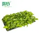 Dieffenbachia 'Sterling' Tissue Culture Plants - Quality Guarantee 3