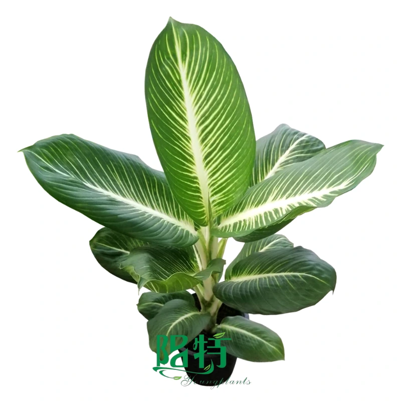 Foshan Youngplants - Dieffenbachia 'Sterling' Tissue Culture Cuttings Indoor Plants Wholesale for Growers 1