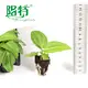 Anthurium Villenaorum Tissue Culture Plants - Consistent Quality & Health 2