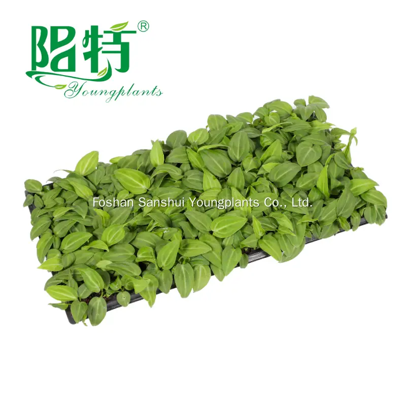 Anthurium Villenaorum Tissue Culture Plants - Consistent Quality & Health 3